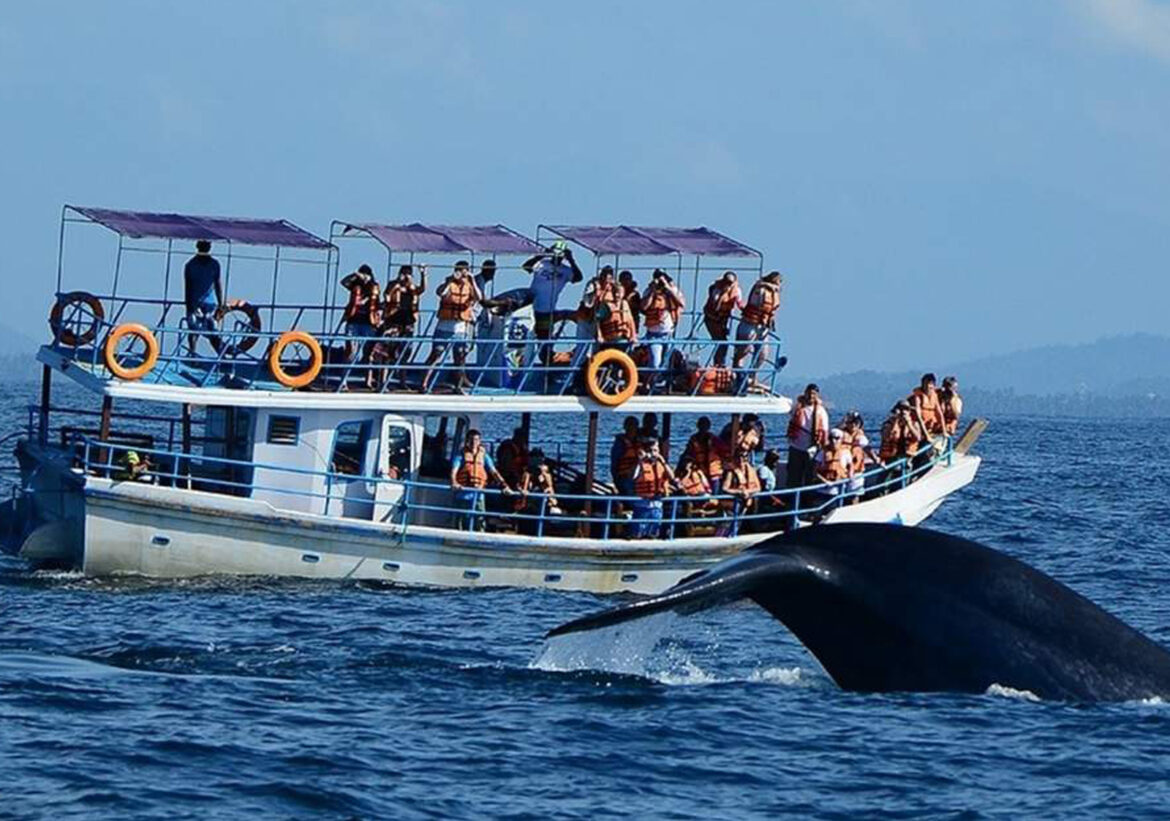 Whale and dolphin watching